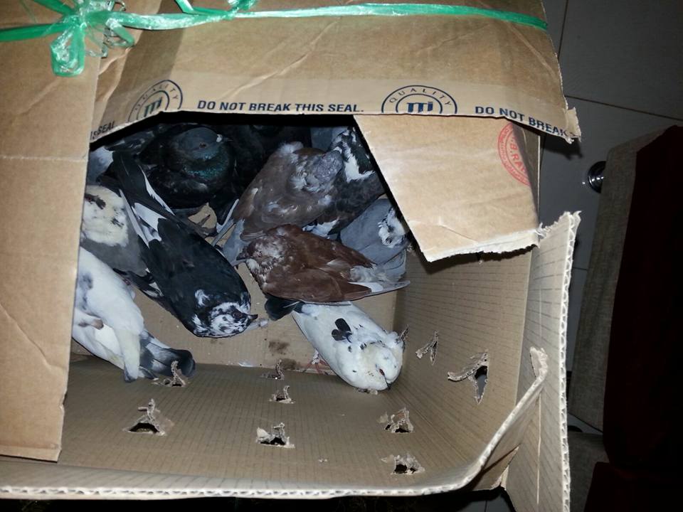 sudansudansudansudansudan11.jpg Hosting at Sudaneseonline.com